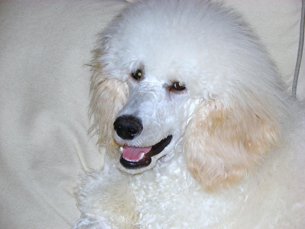 Sarasota Grooming Company Sarasota FL 34231 9419531368